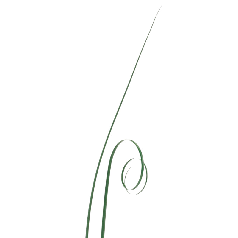 Green Bear Grass 50pk 425mm